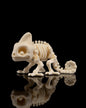 Skeleton Chameleon | Articulated PetSkeleton Figurine